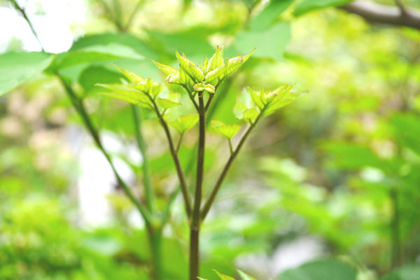 ウドの新芽を山菜として食す　薬草画像　グリーンポプリ