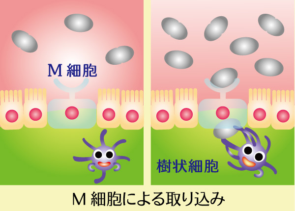 パイエル板におけるM細胞による細菌の取り込みと樹状細胞　グリーンポプリ