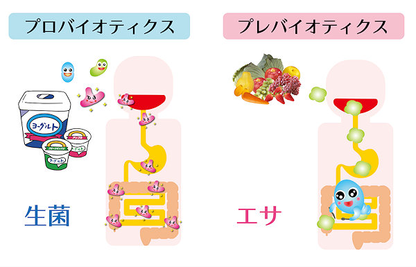 プロバイオティクスとは何ですか?