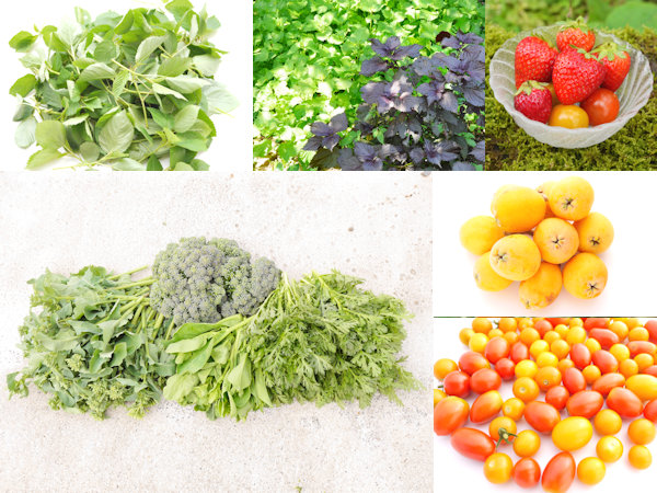 自家栽培した無農薬野菜を豊富に食べます　酸化と糖化を防ぎ腸内環境をよくして短鎖脂肪酸を産みだす食生活　ポプリ健康法　グリーンポプリ
